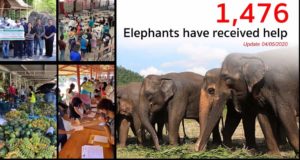 Elephants tourisme et biofiversité